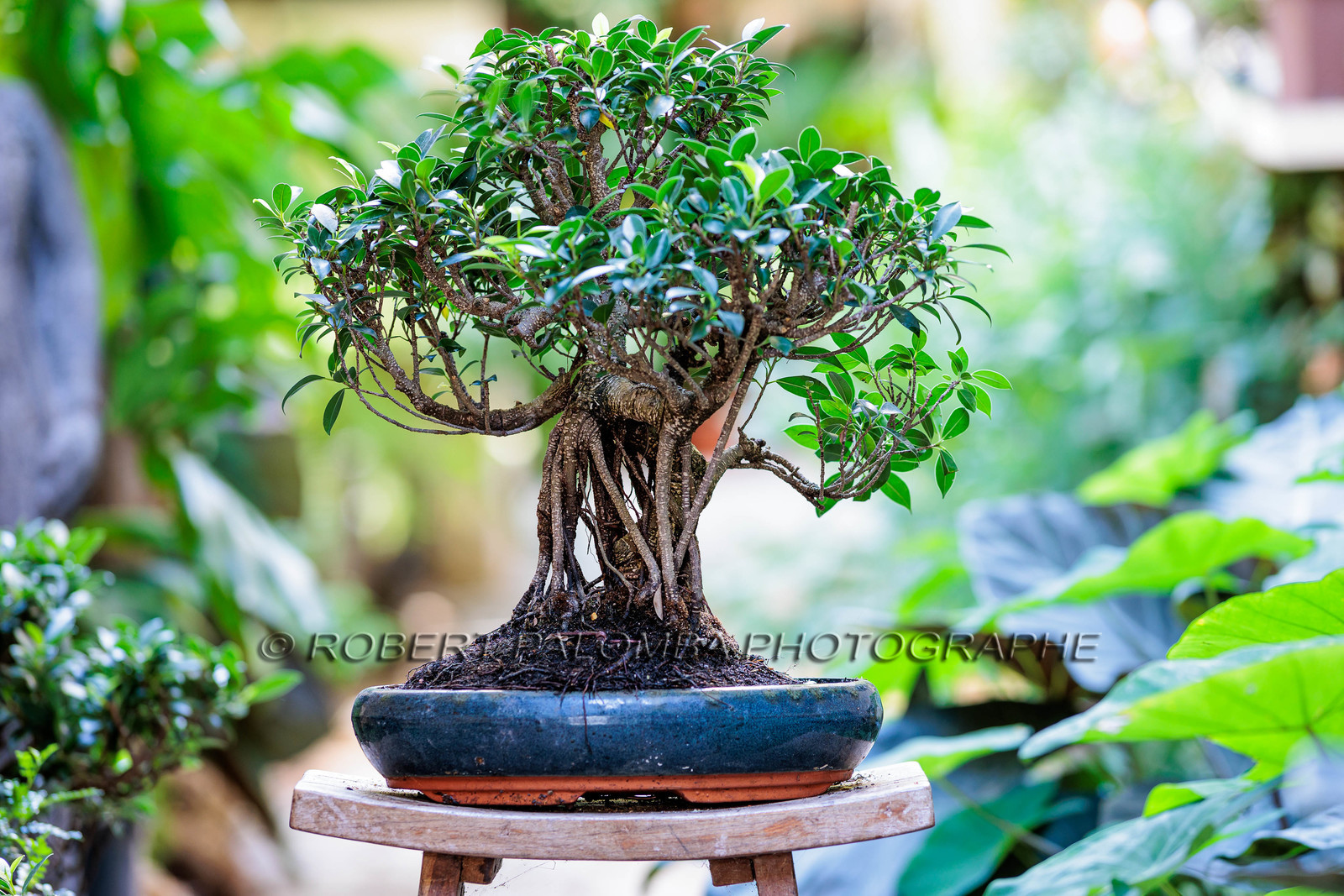 Bonsai Center