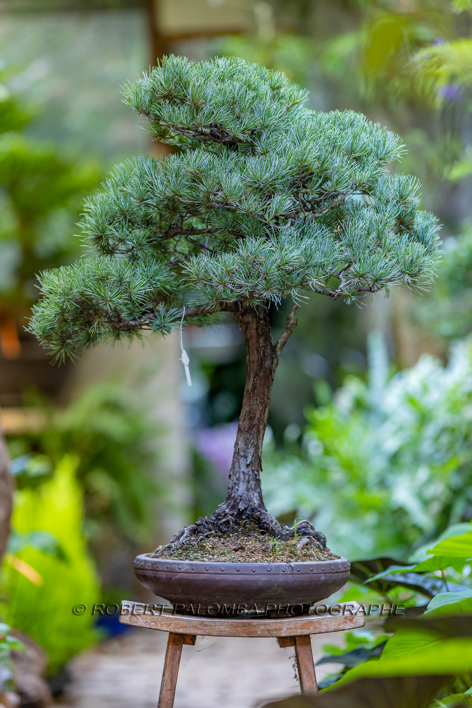 Bonsai