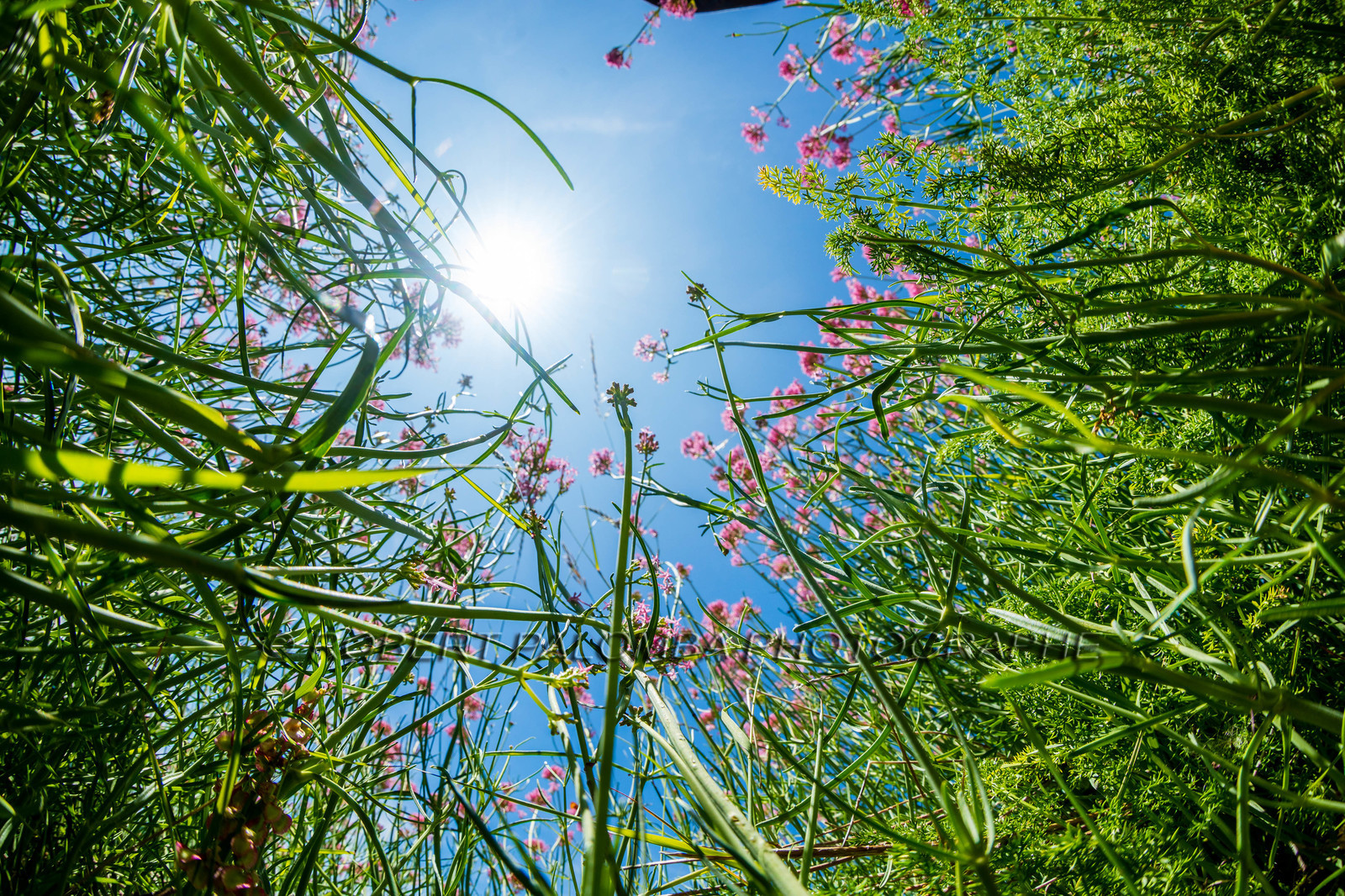 Alpes-de-Haute-Provence (04) Val d'Allos