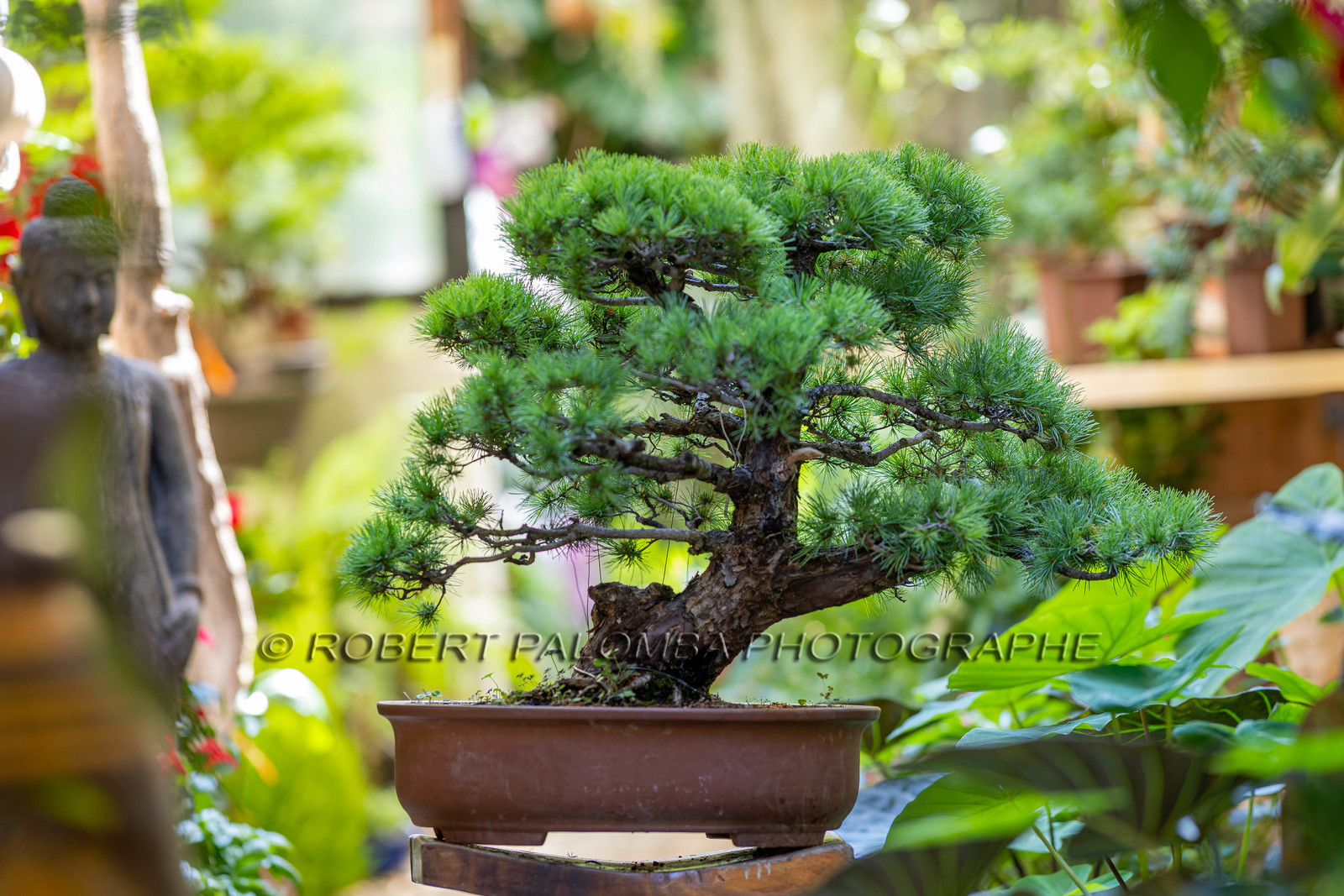 Bonsai