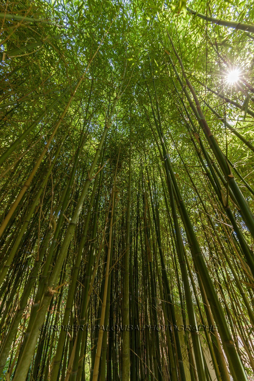 Flore Méditerranéenne