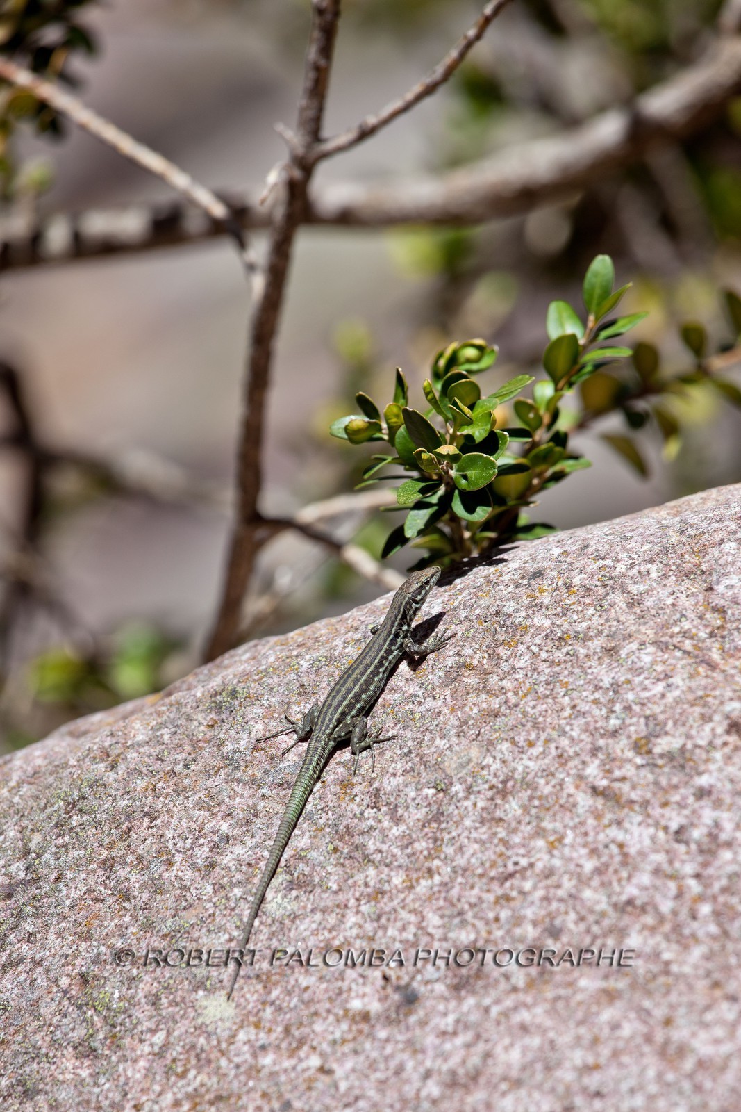 Lézard de Bedriaga, Archaeolacerta bedriagae.