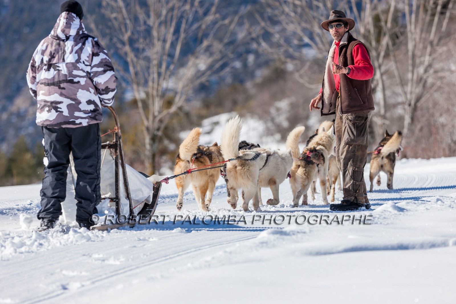 Chiens de traineau