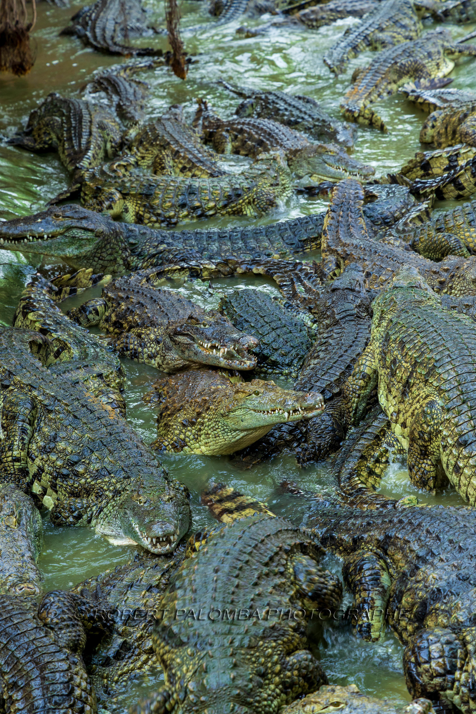 La Ferme aux crocodiles