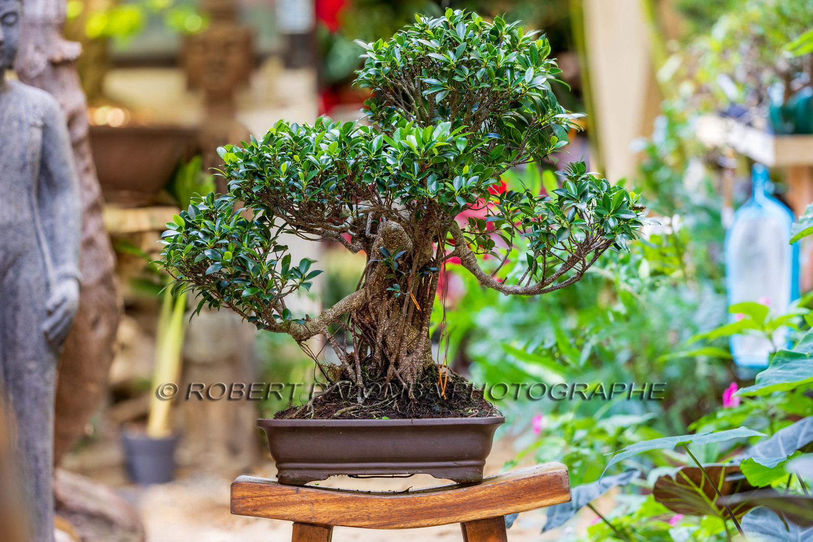 Bonsai Center