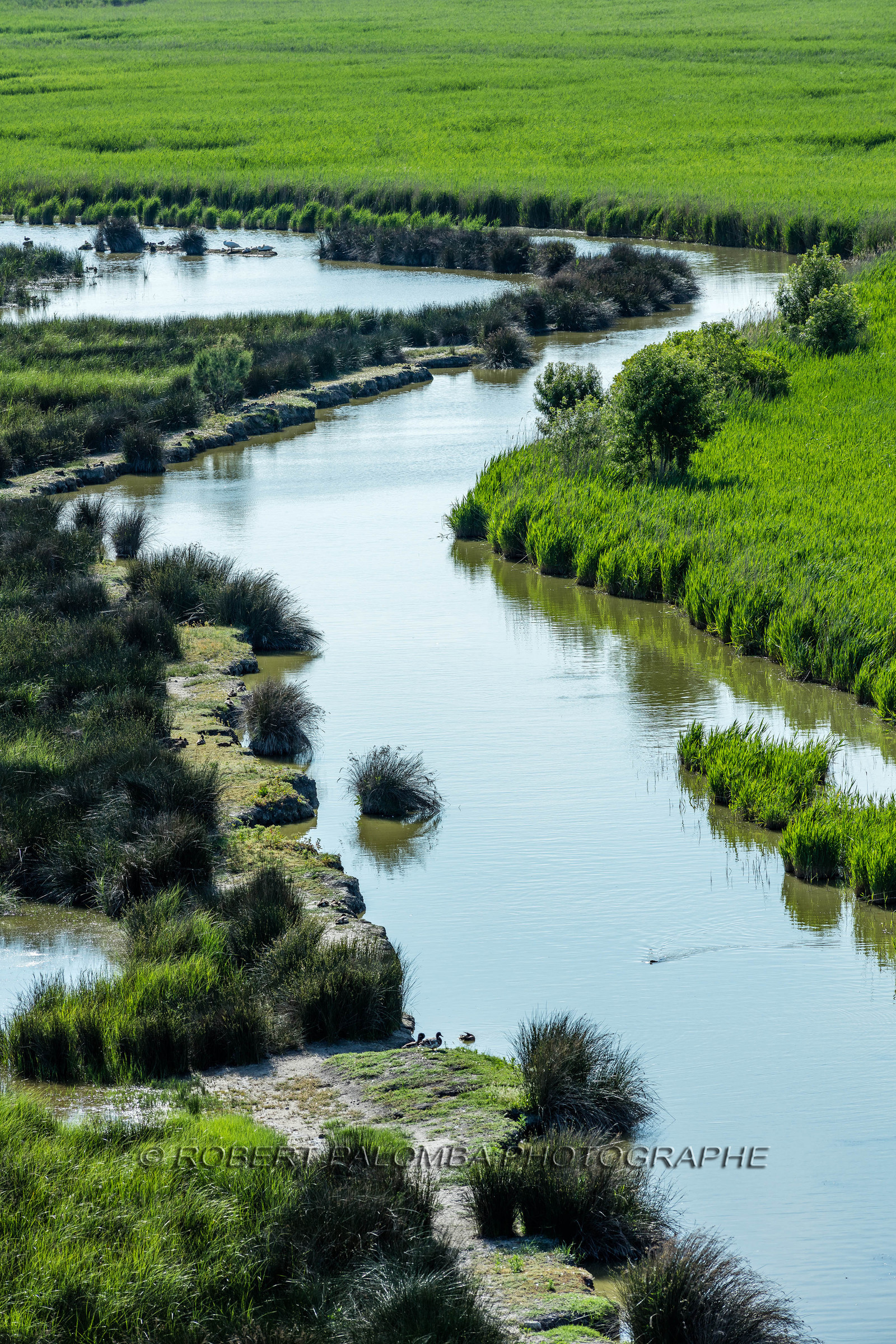 Camargue