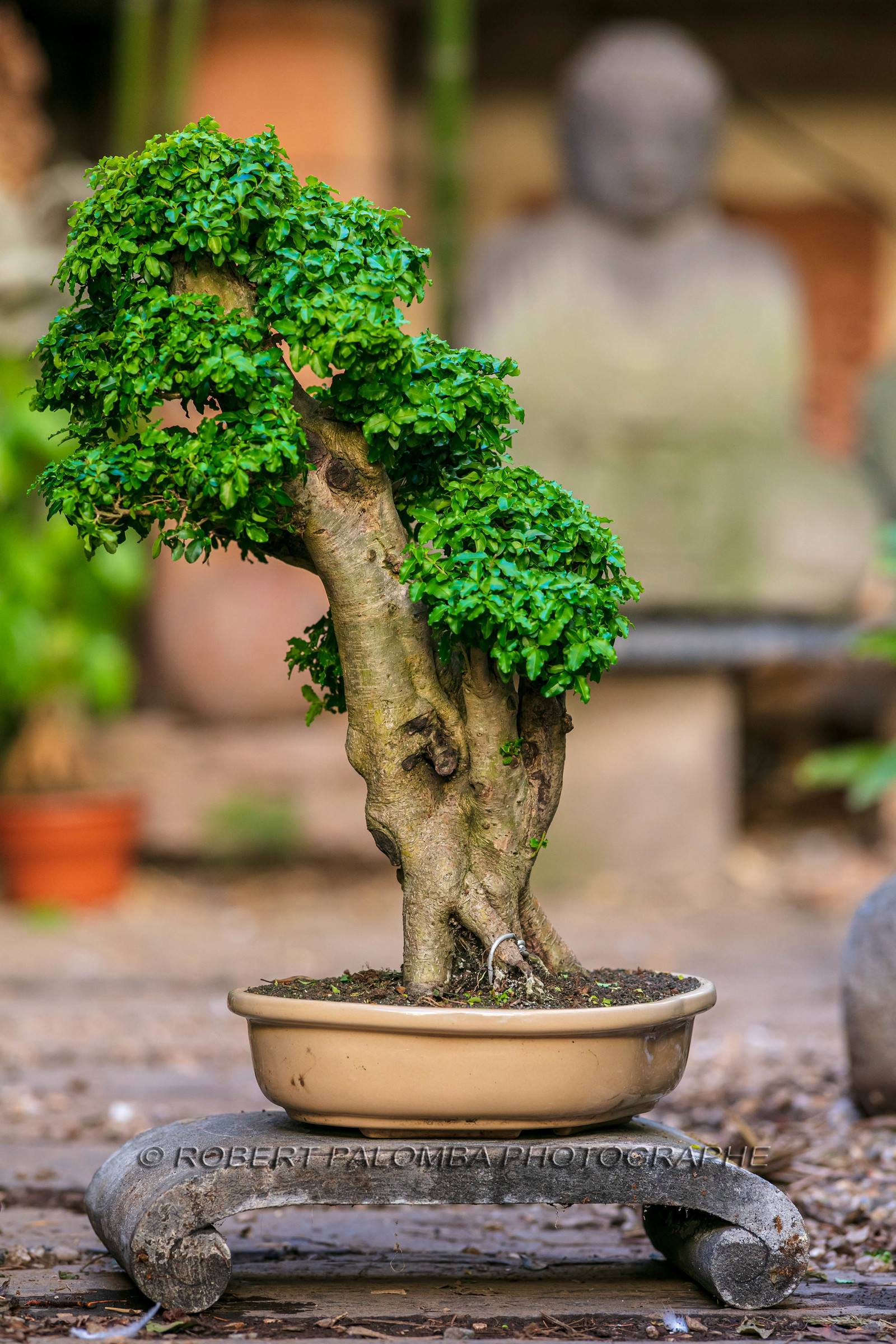 Bonsai