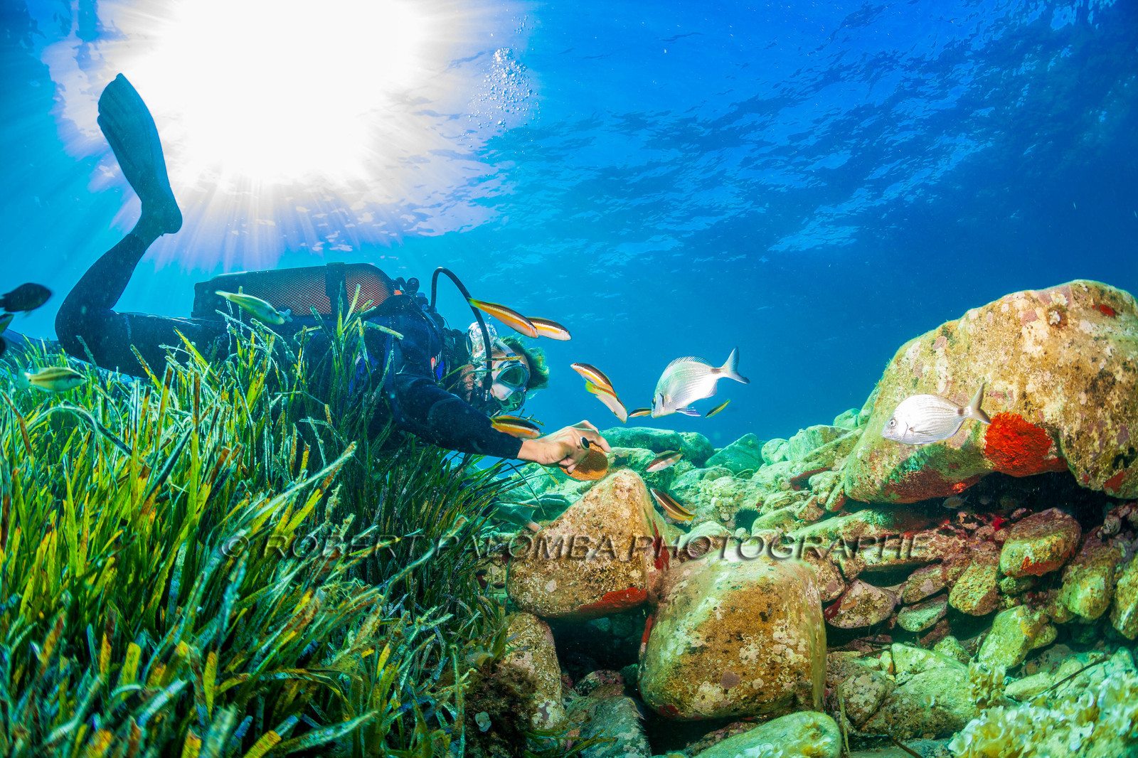 Plongée-sous-marine