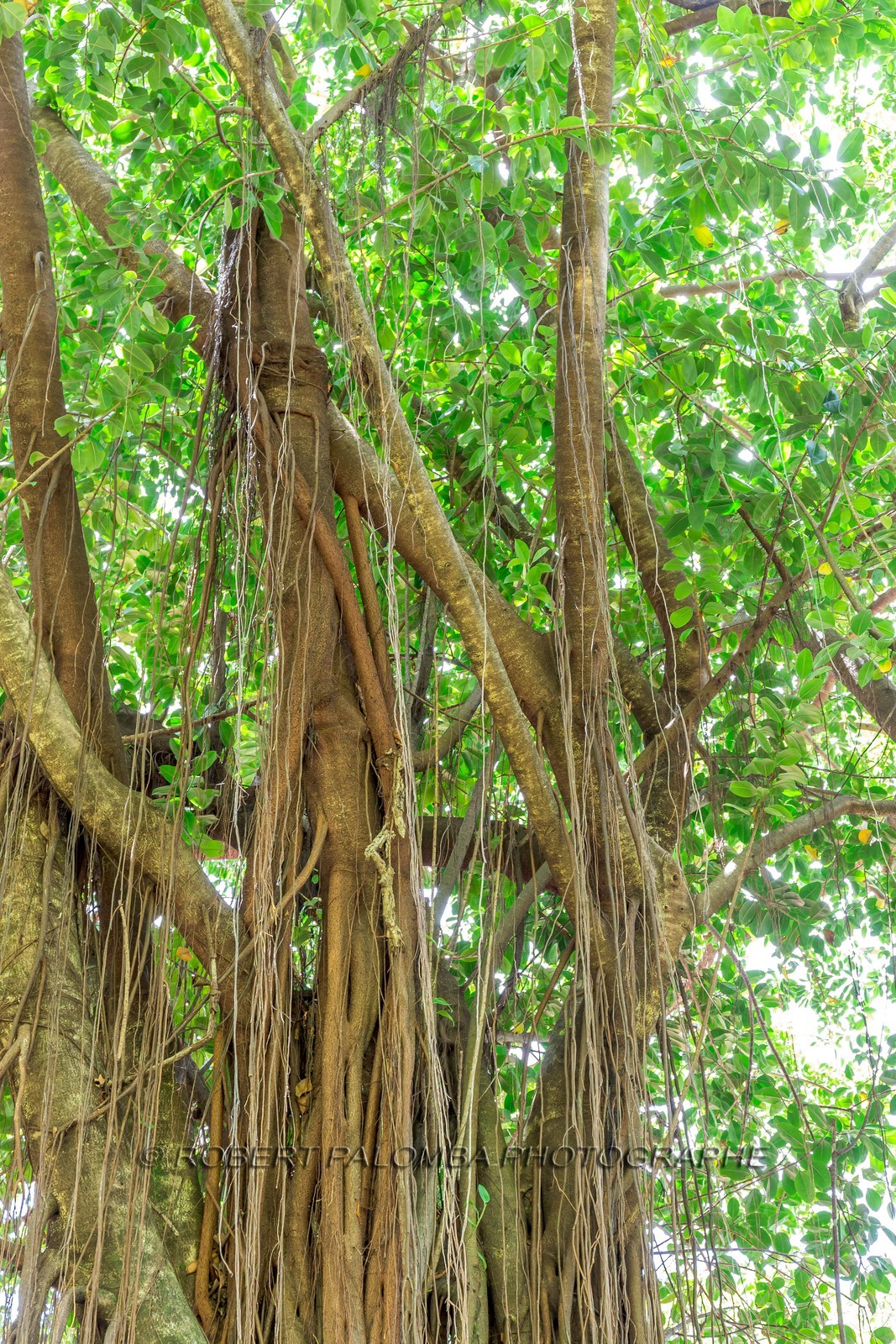 Banian, Benghalensis