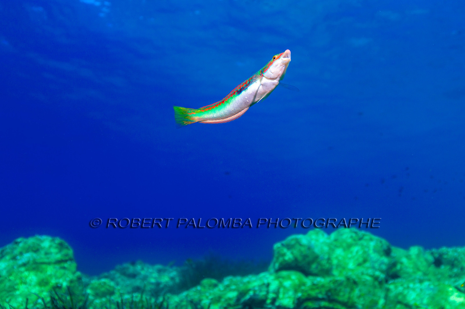 Plongée-sous-marine