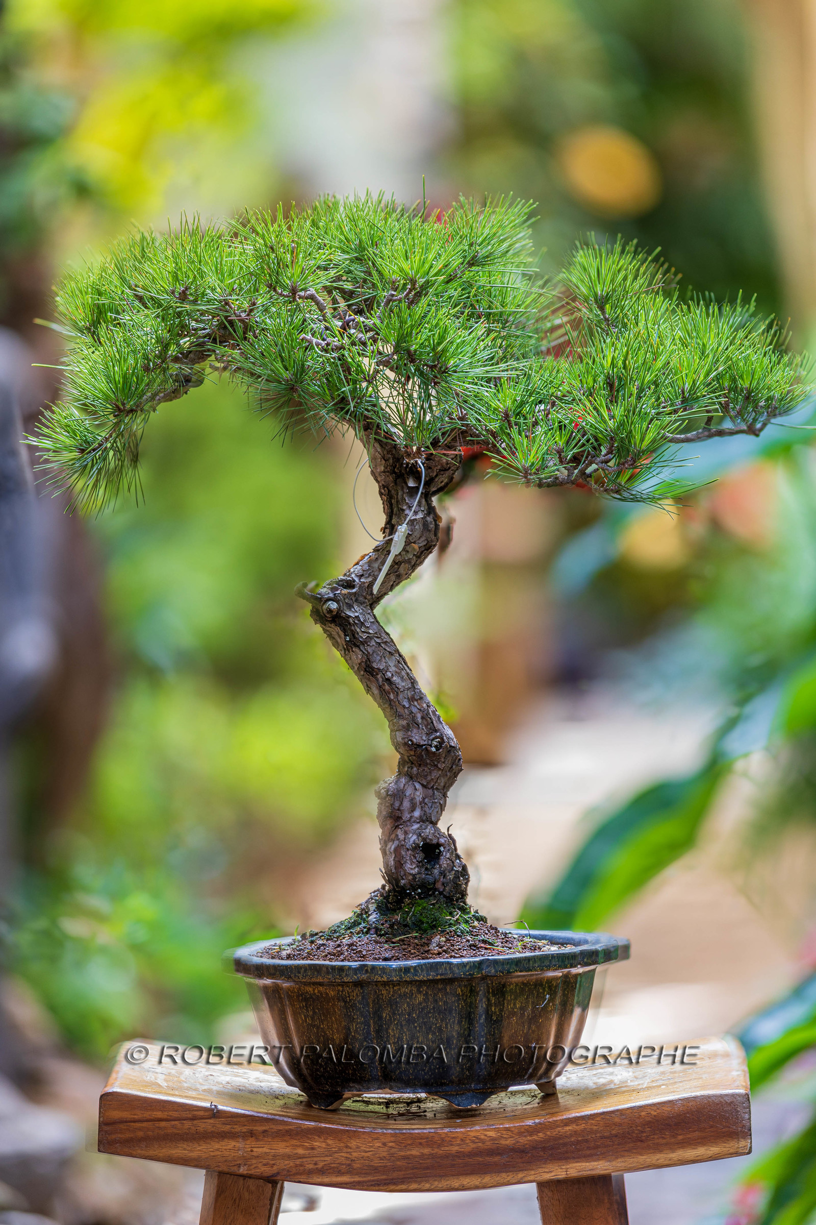 Bonsai Center