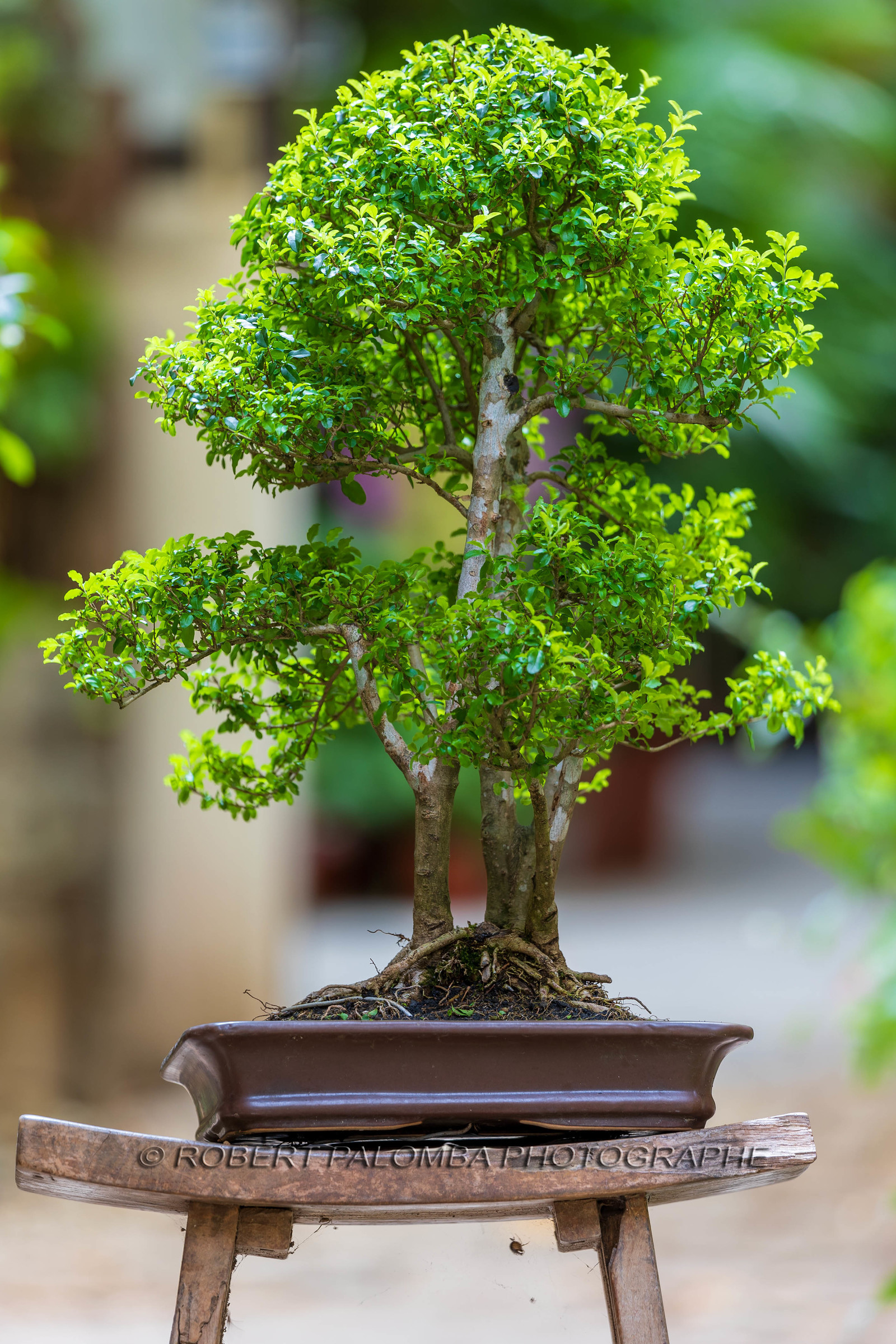 Bonsai