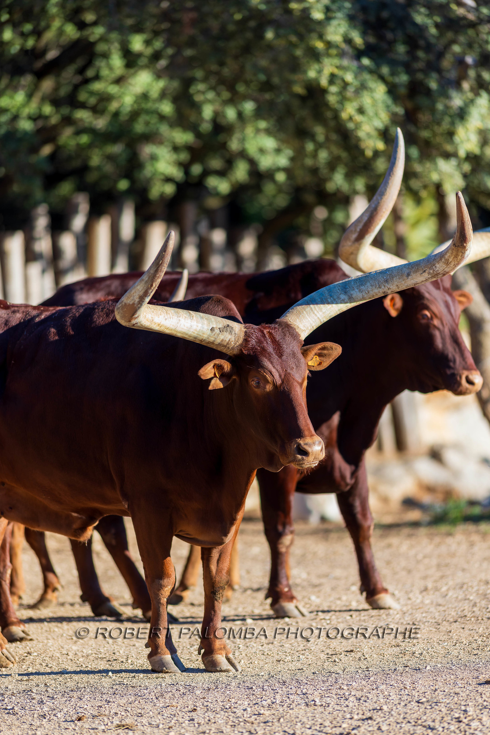 Parc animalier de la Barben