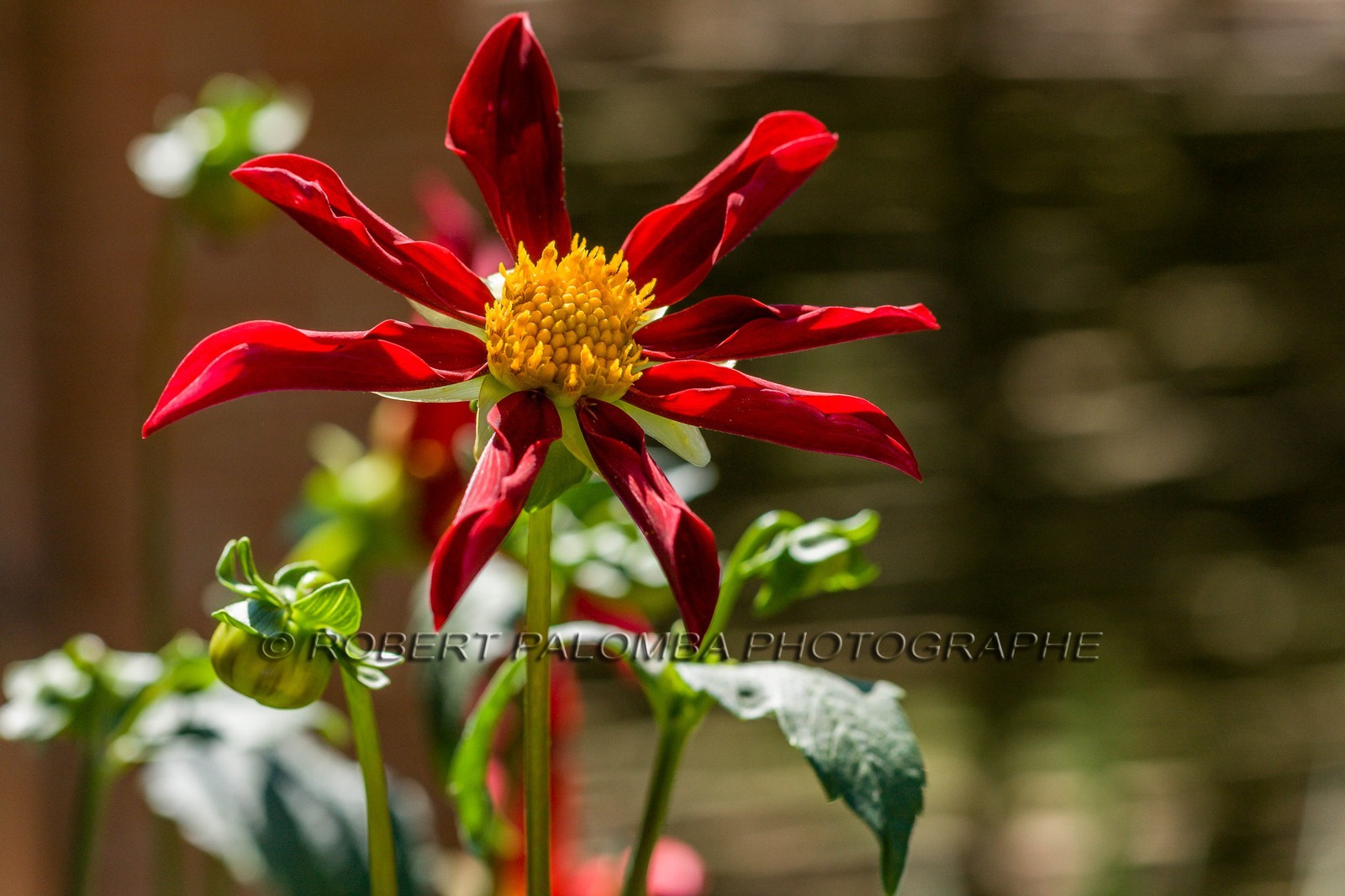 Flore Méditerranéenne