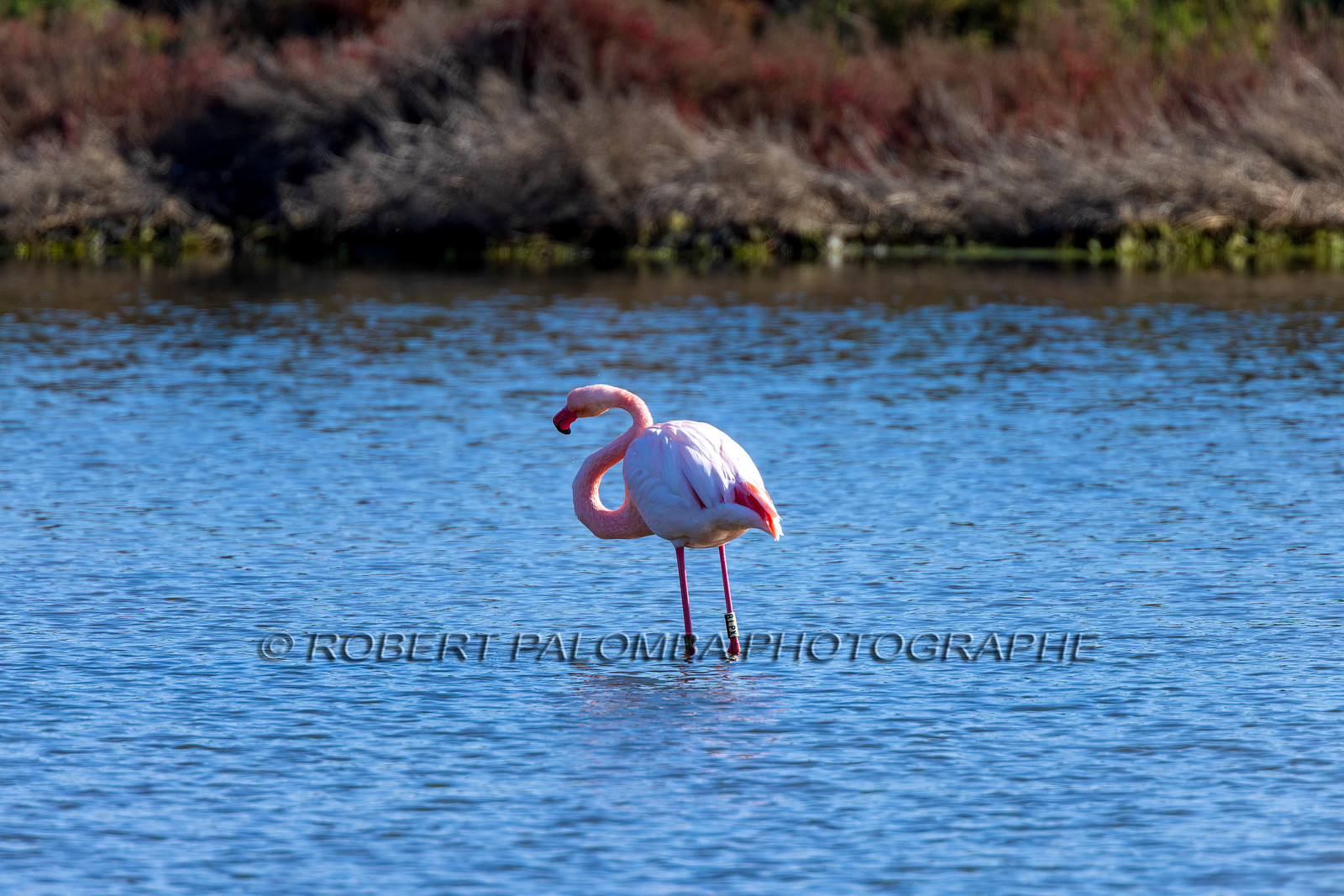 Flamant rose
