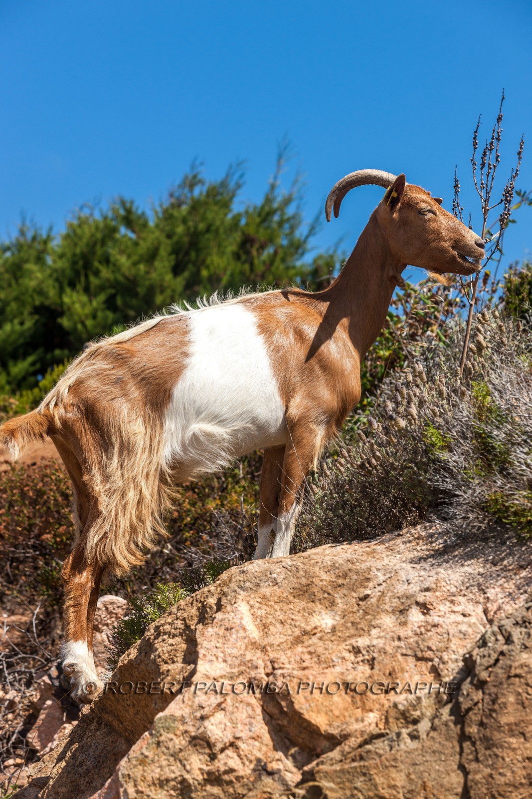 Chèvre corse