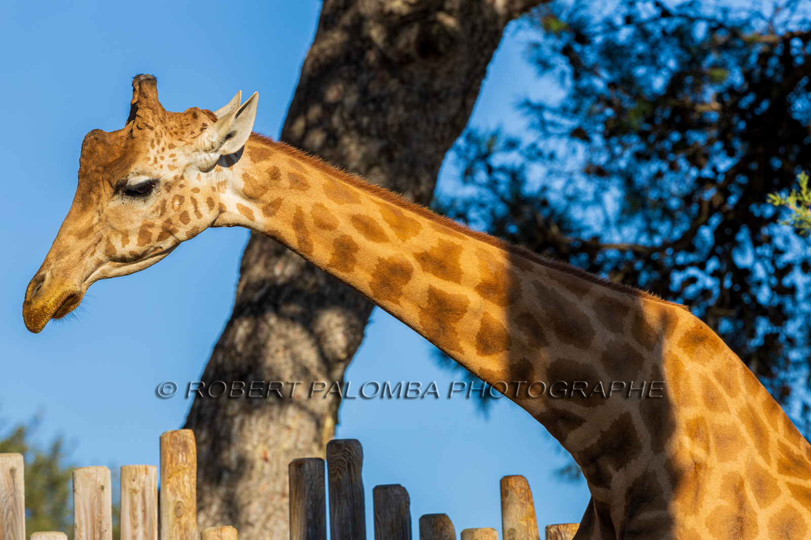Parc animalier de la Barben