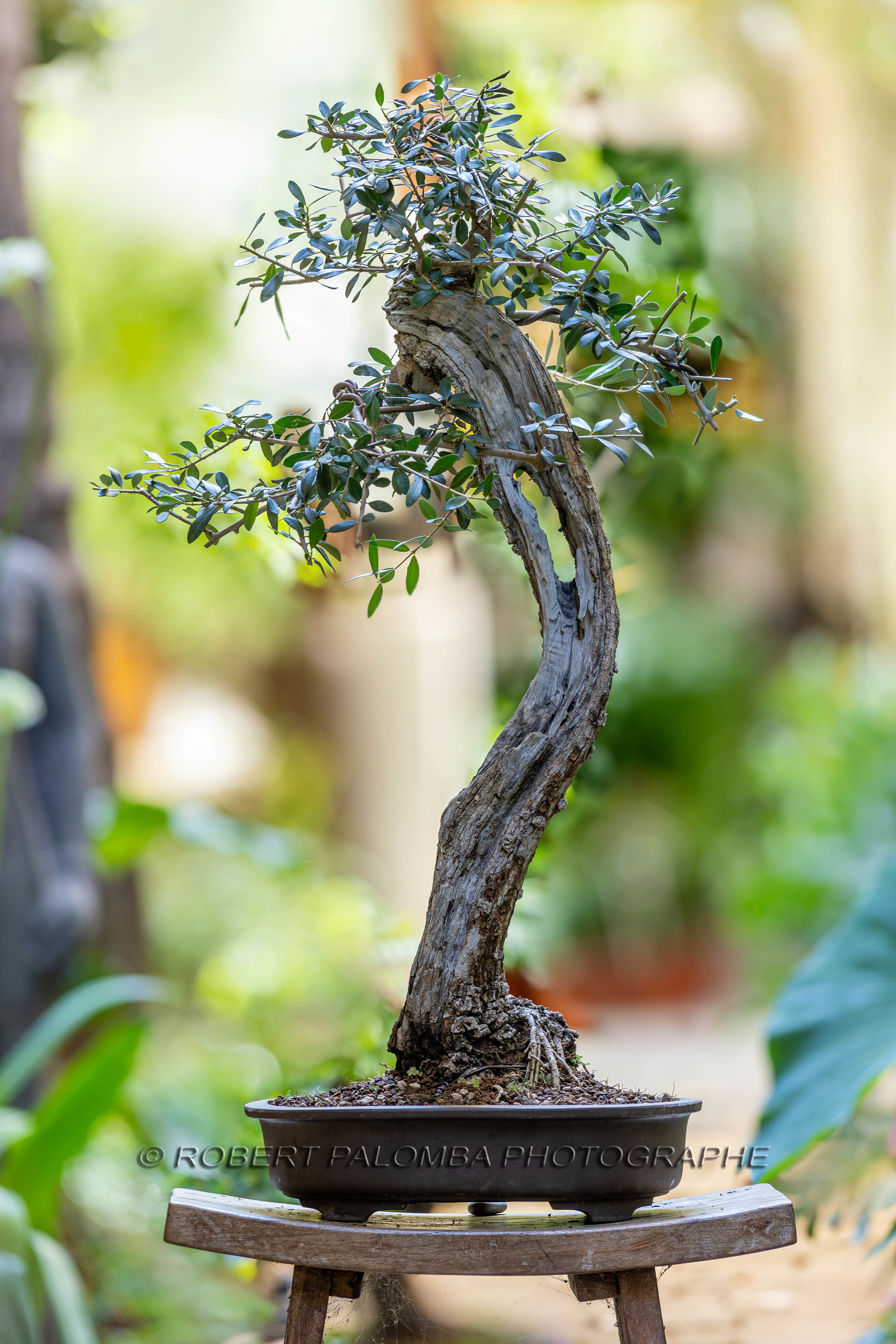 Bonsai