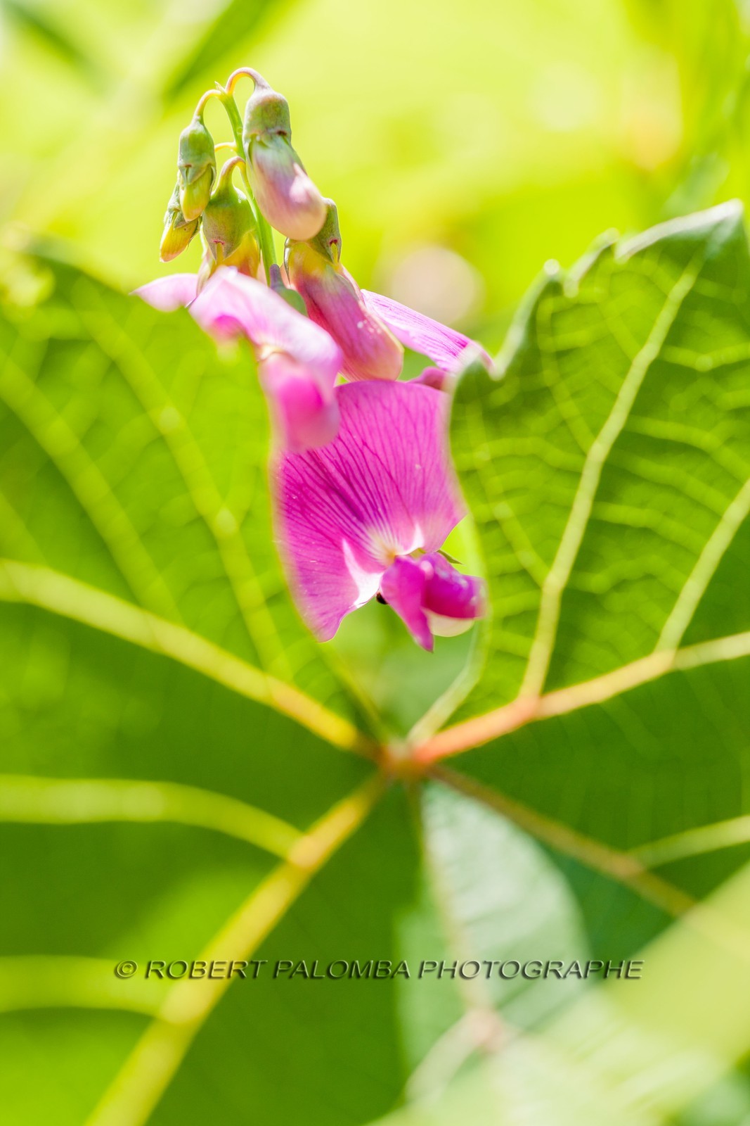 Flore Méditerranéenne