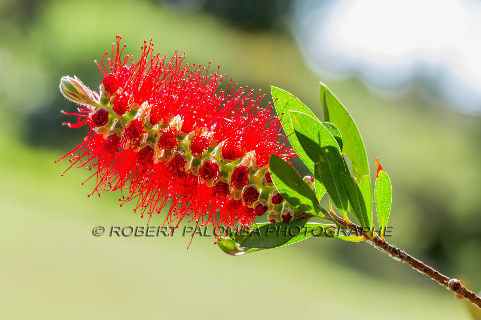 Flore Méditerranéenne