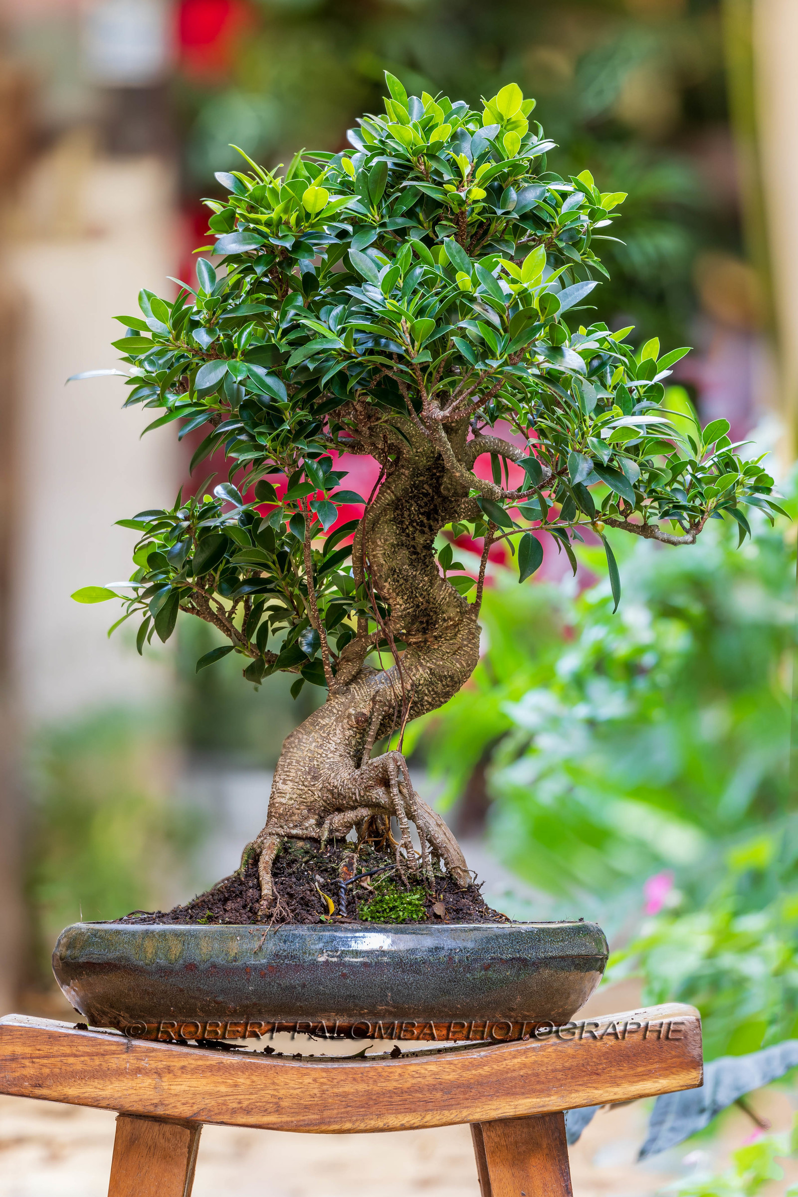 Bonsai Center