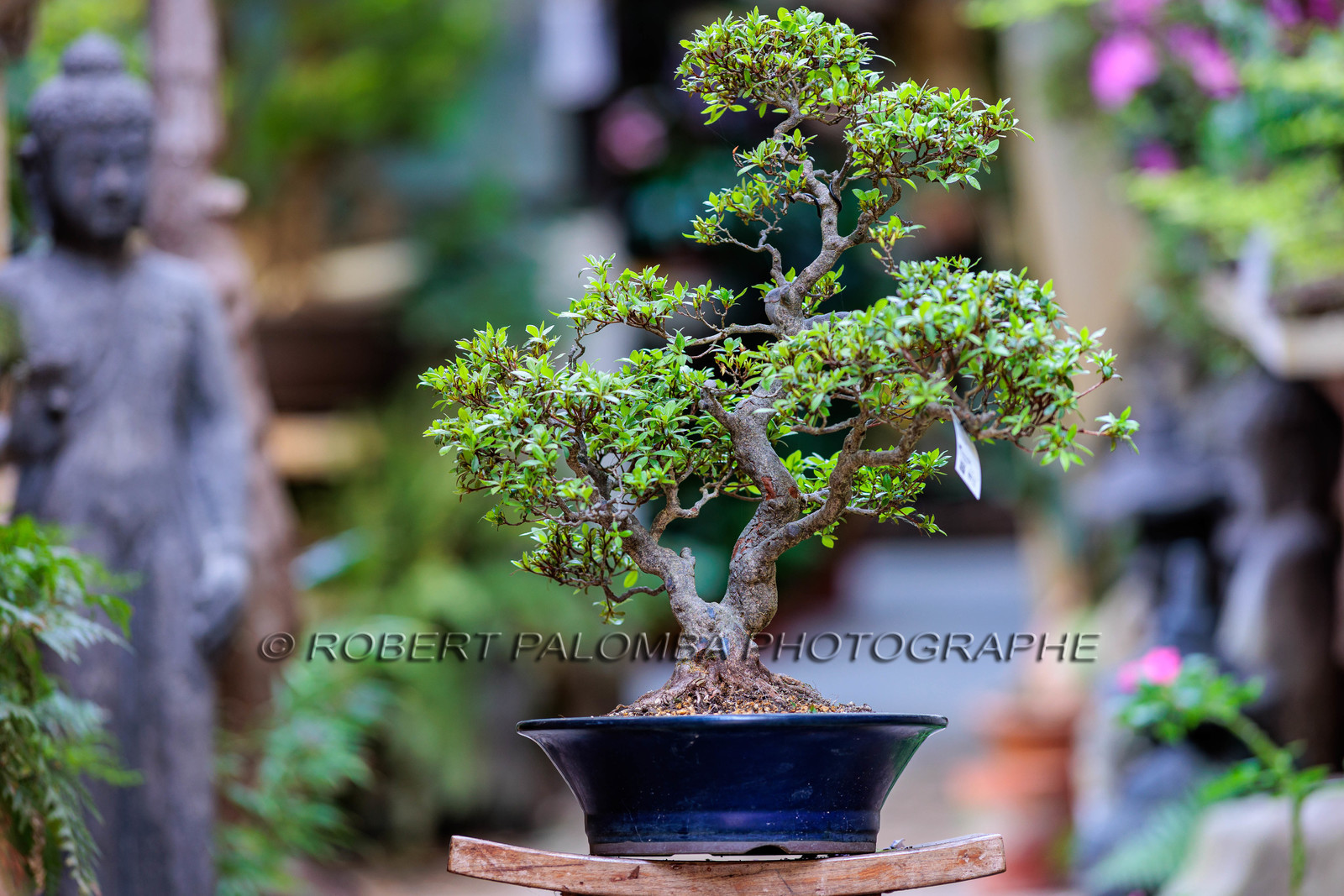 Bonsai