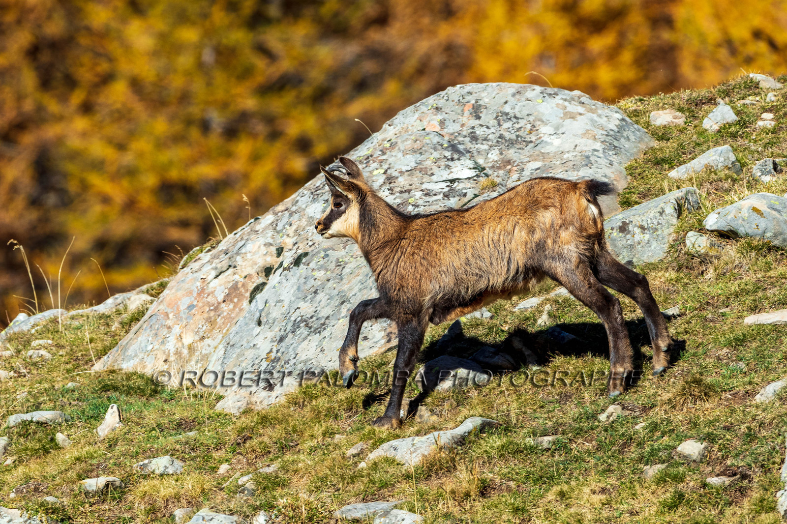 Chamois, Rupicapra rupicapra