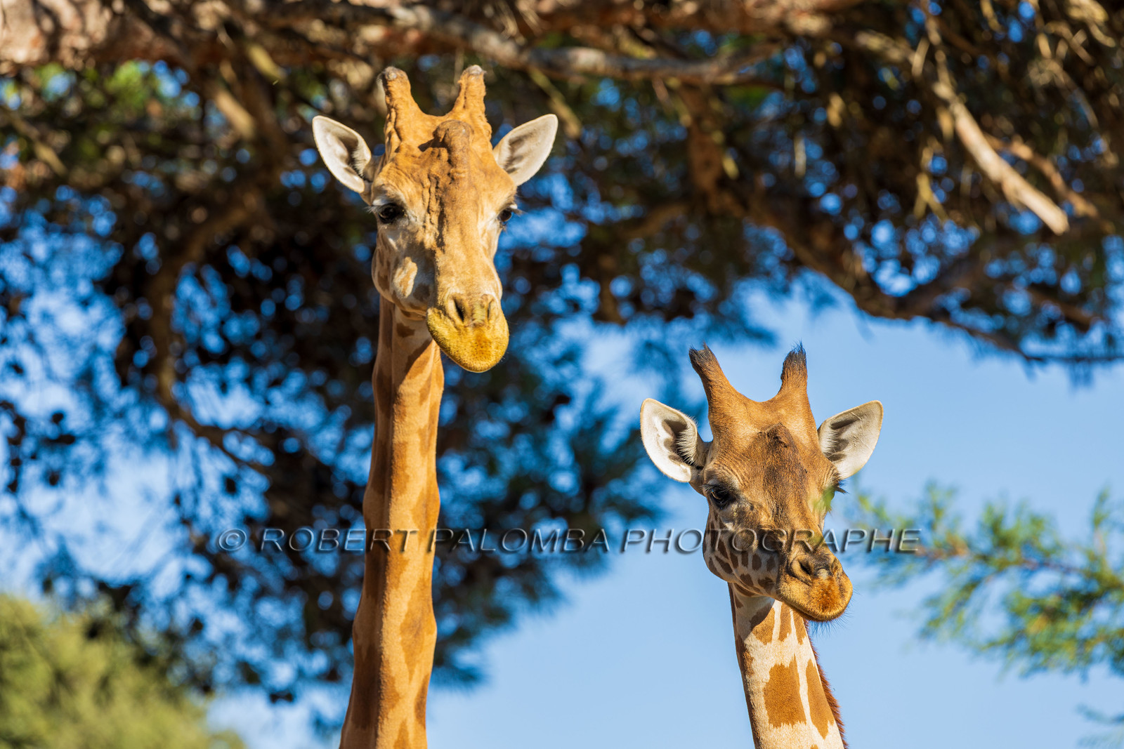 Parc animalier de la Barben