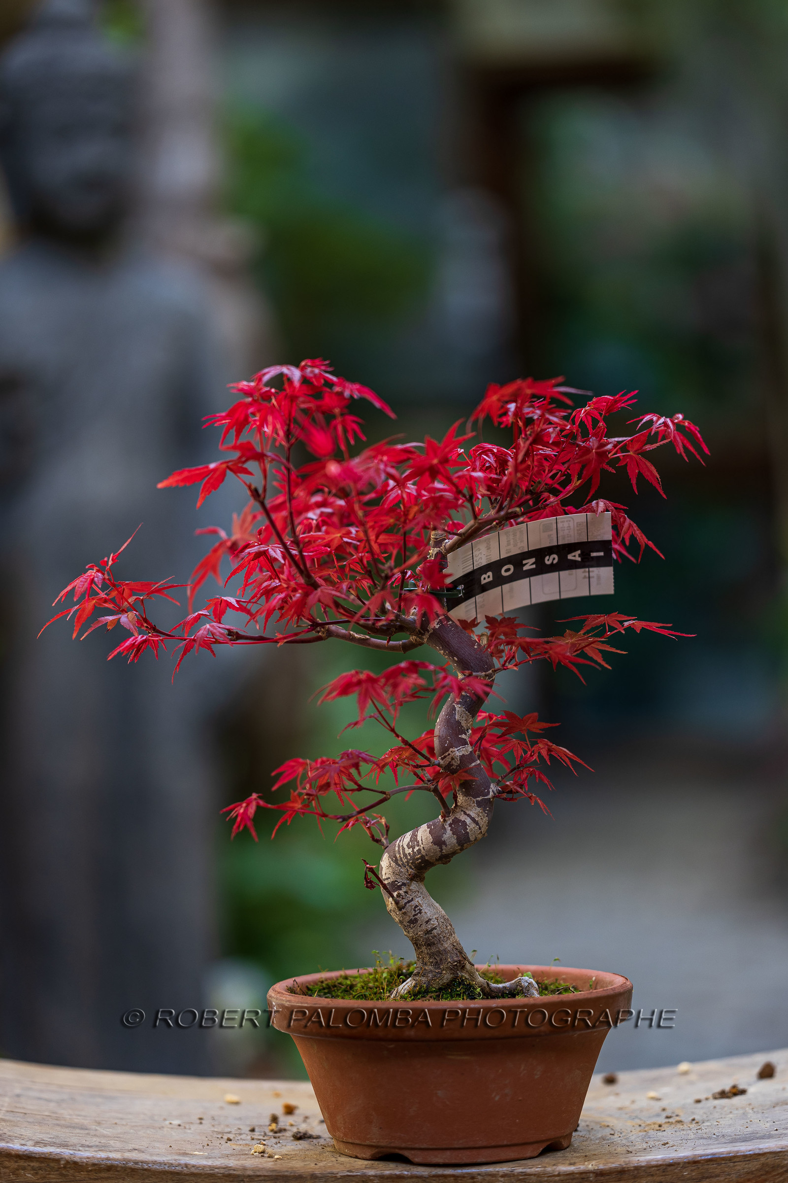 Bonsai