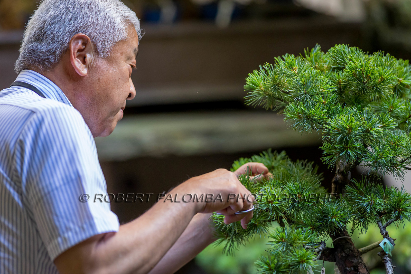 Bonsai Center