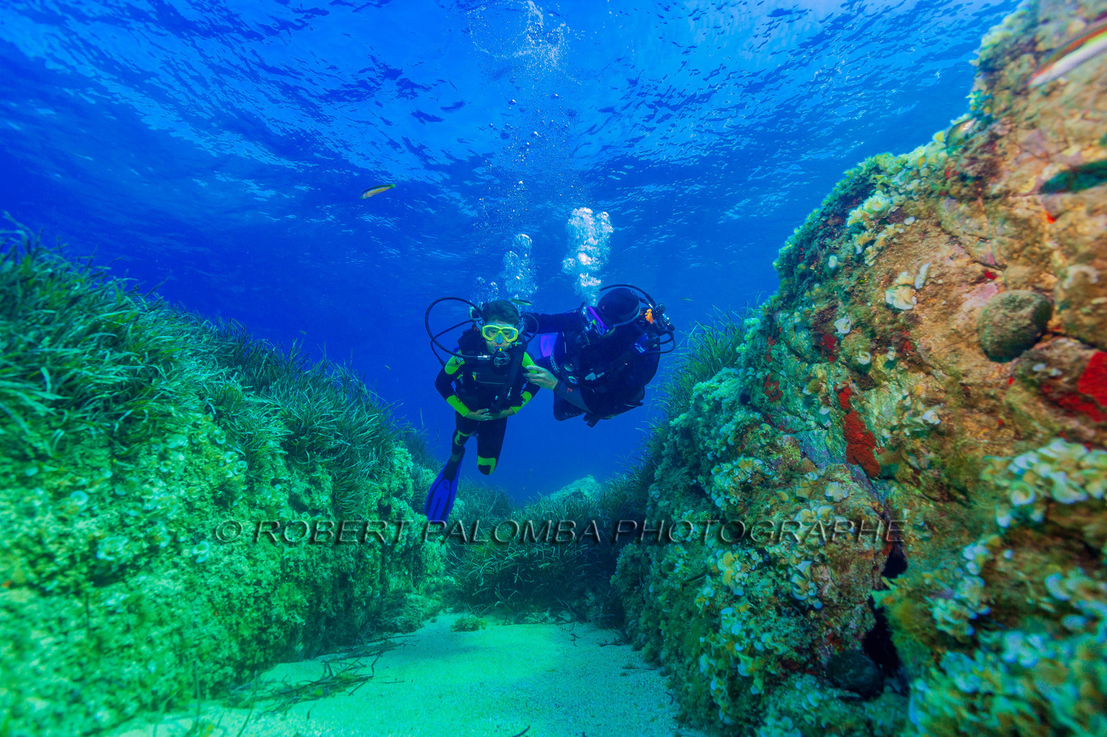 Plongée-sous-marine