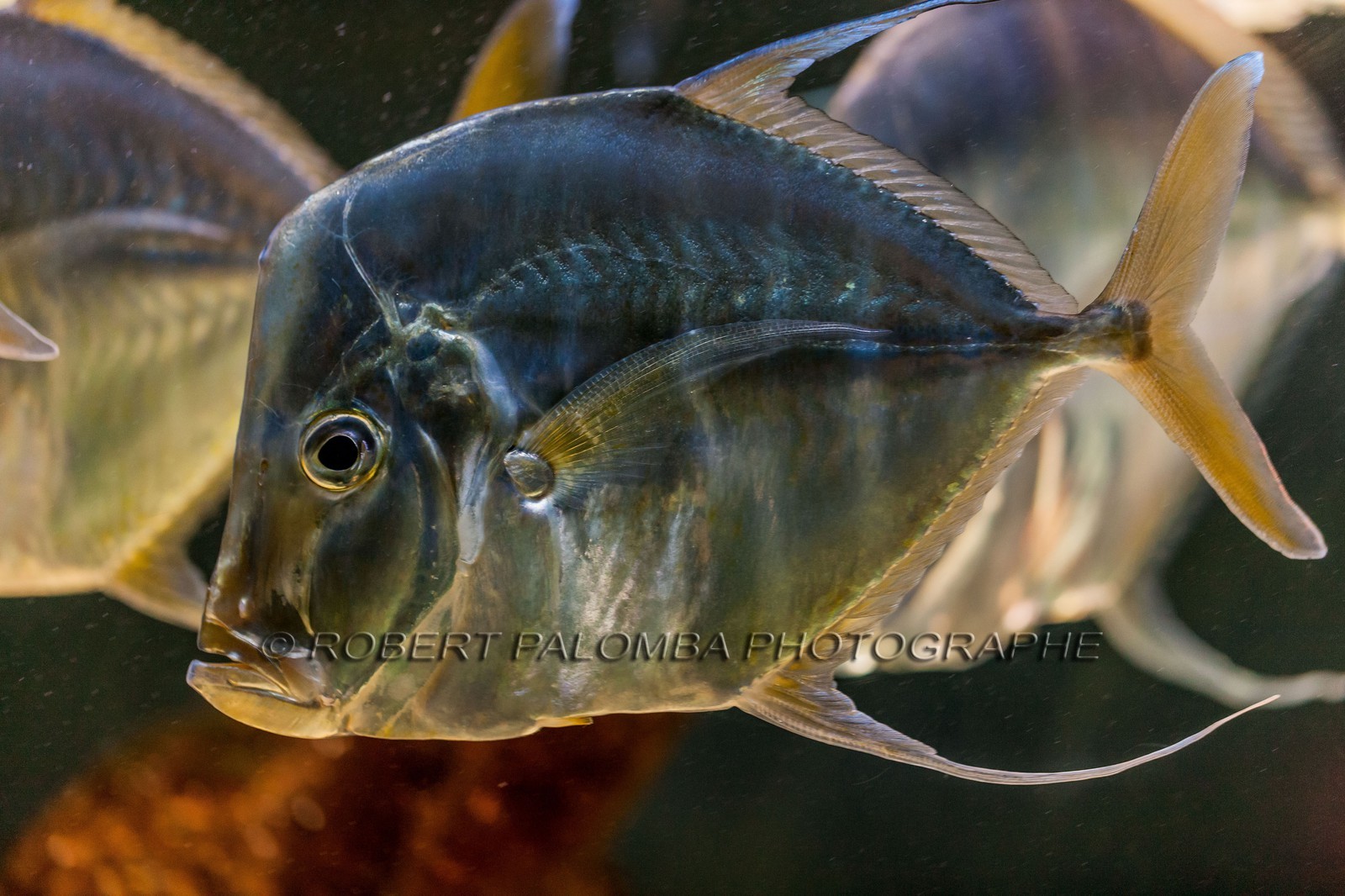 Musée Océanographique de Monaco