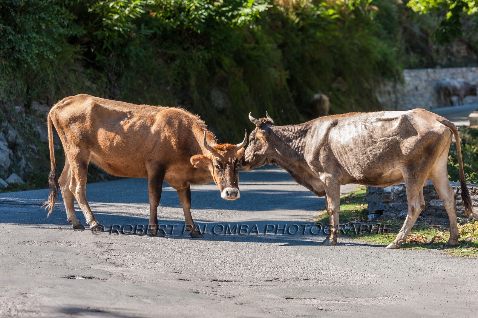 Vaches corses
