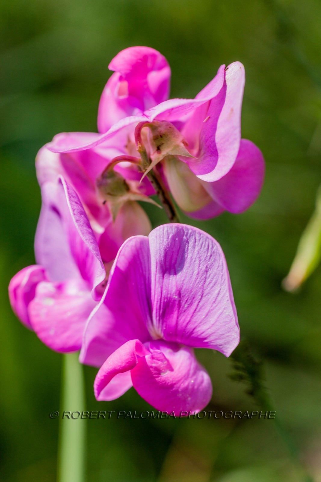 Flore Méditerranéenne
