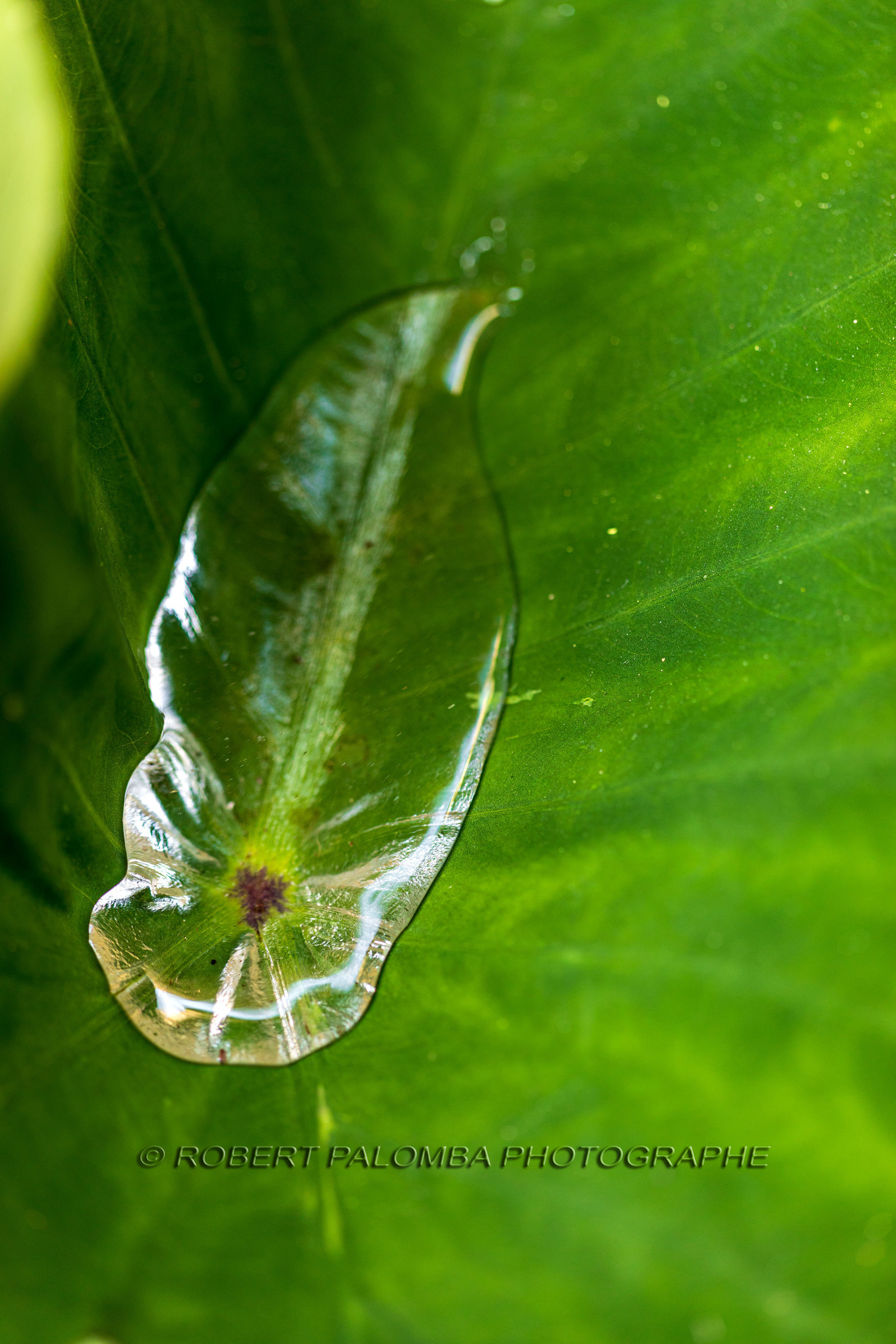 Flore méditerranéenne