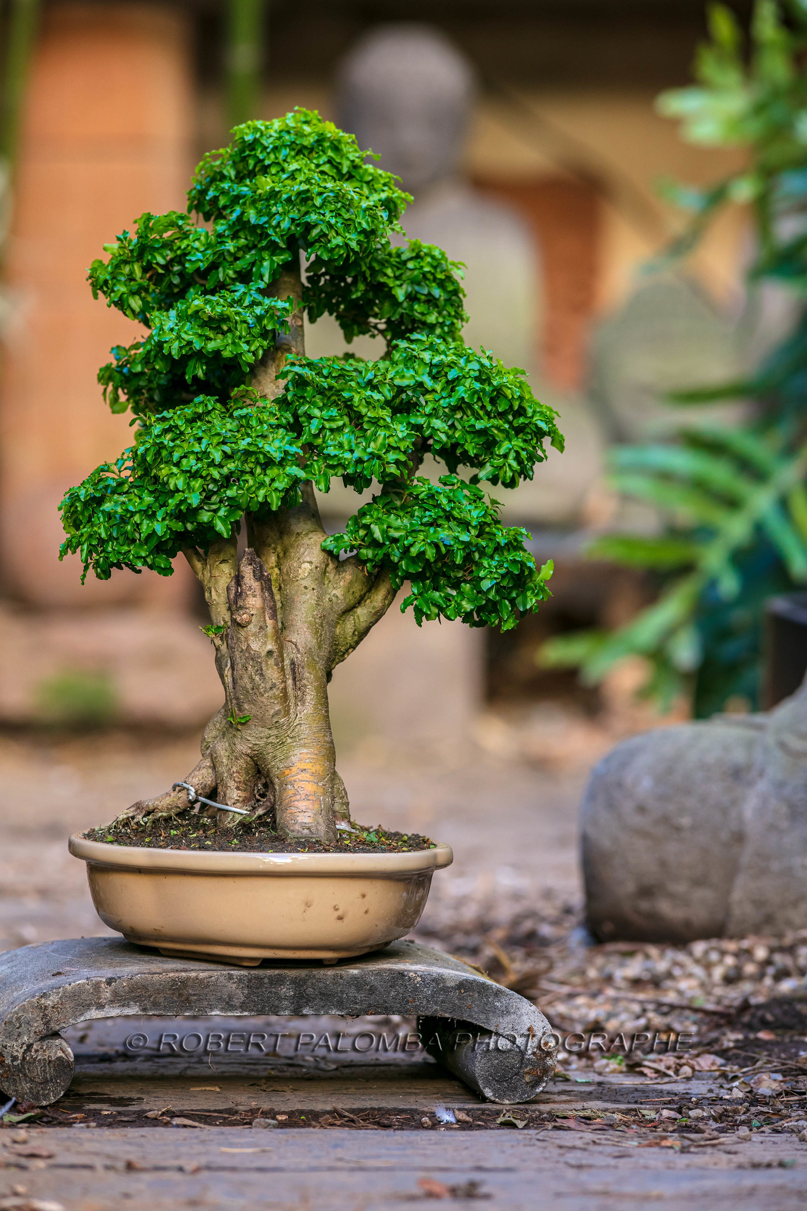 Bonsai