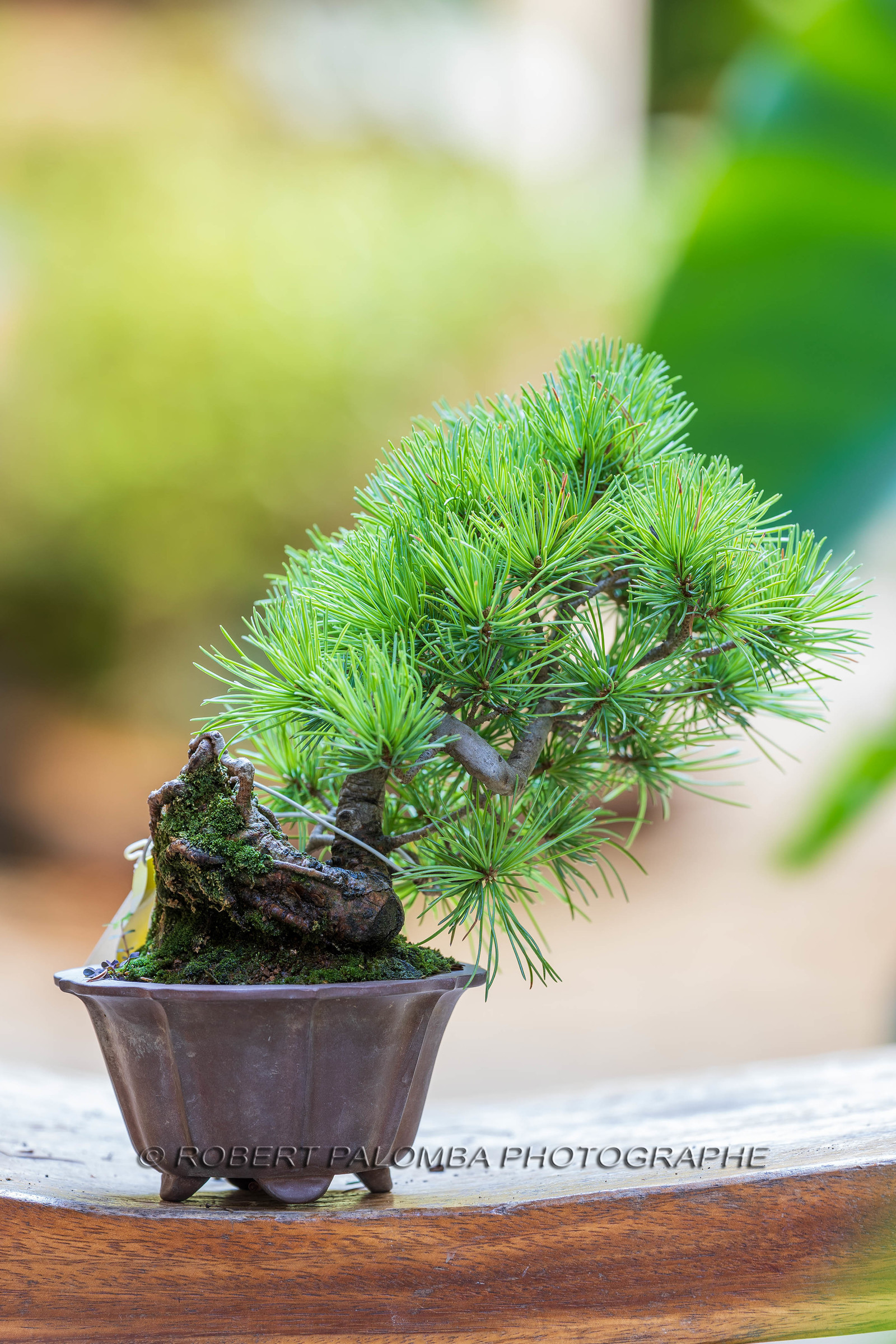 Alpes-Maritimes (06) Nice, Bonsaï,