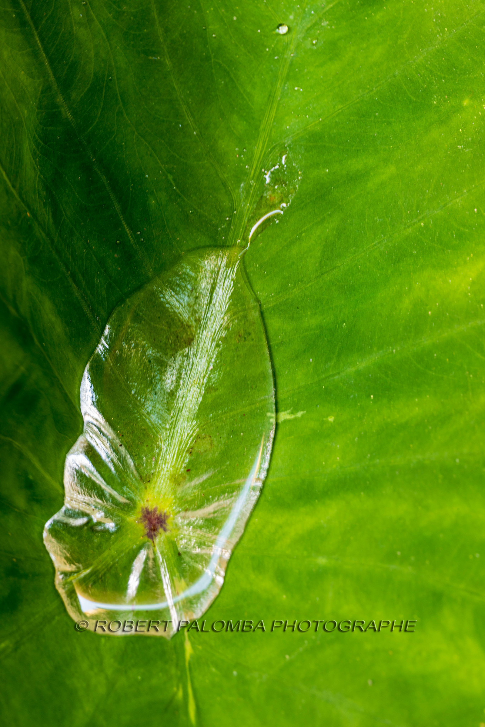 Flore méditerranéenne