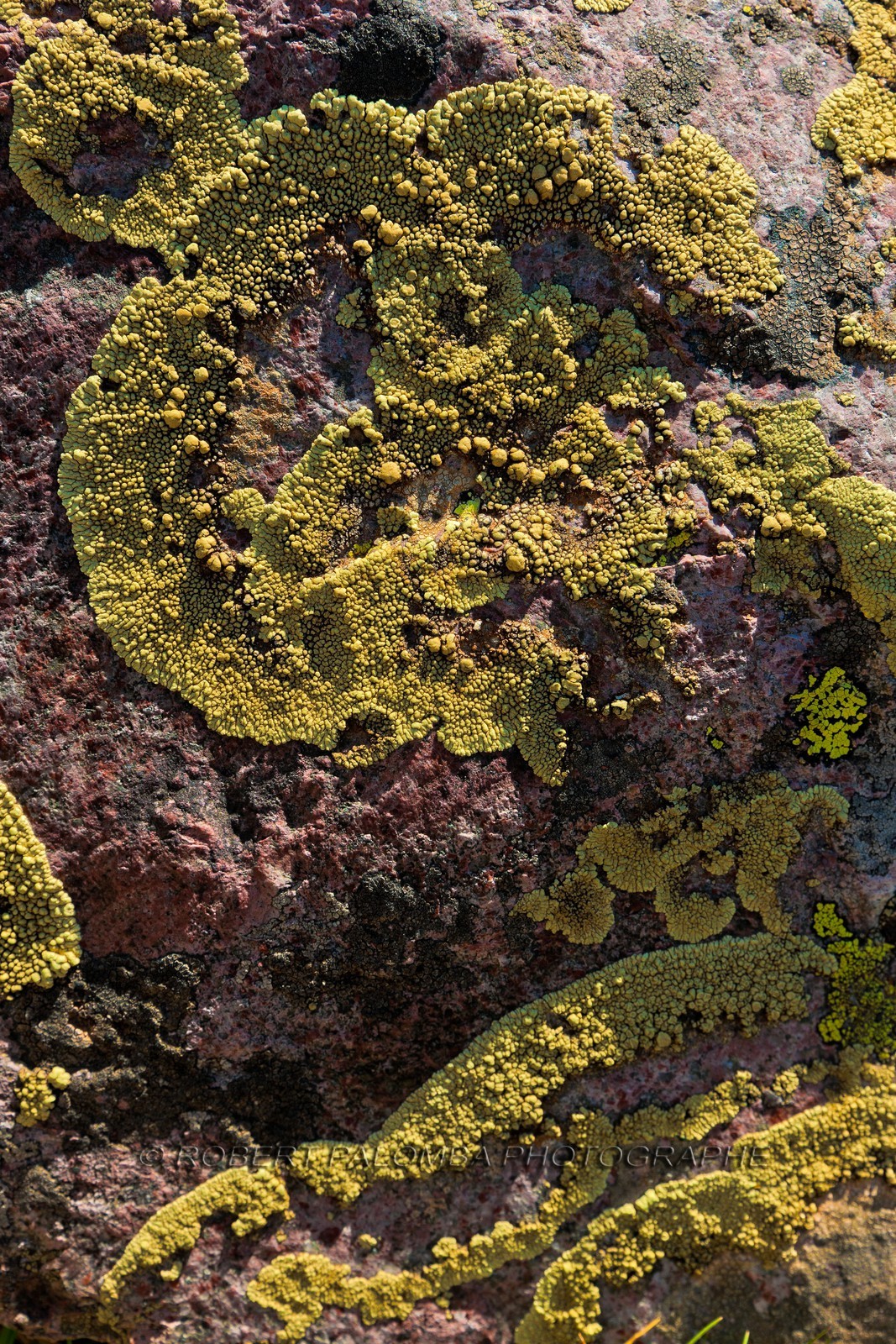Lichens
