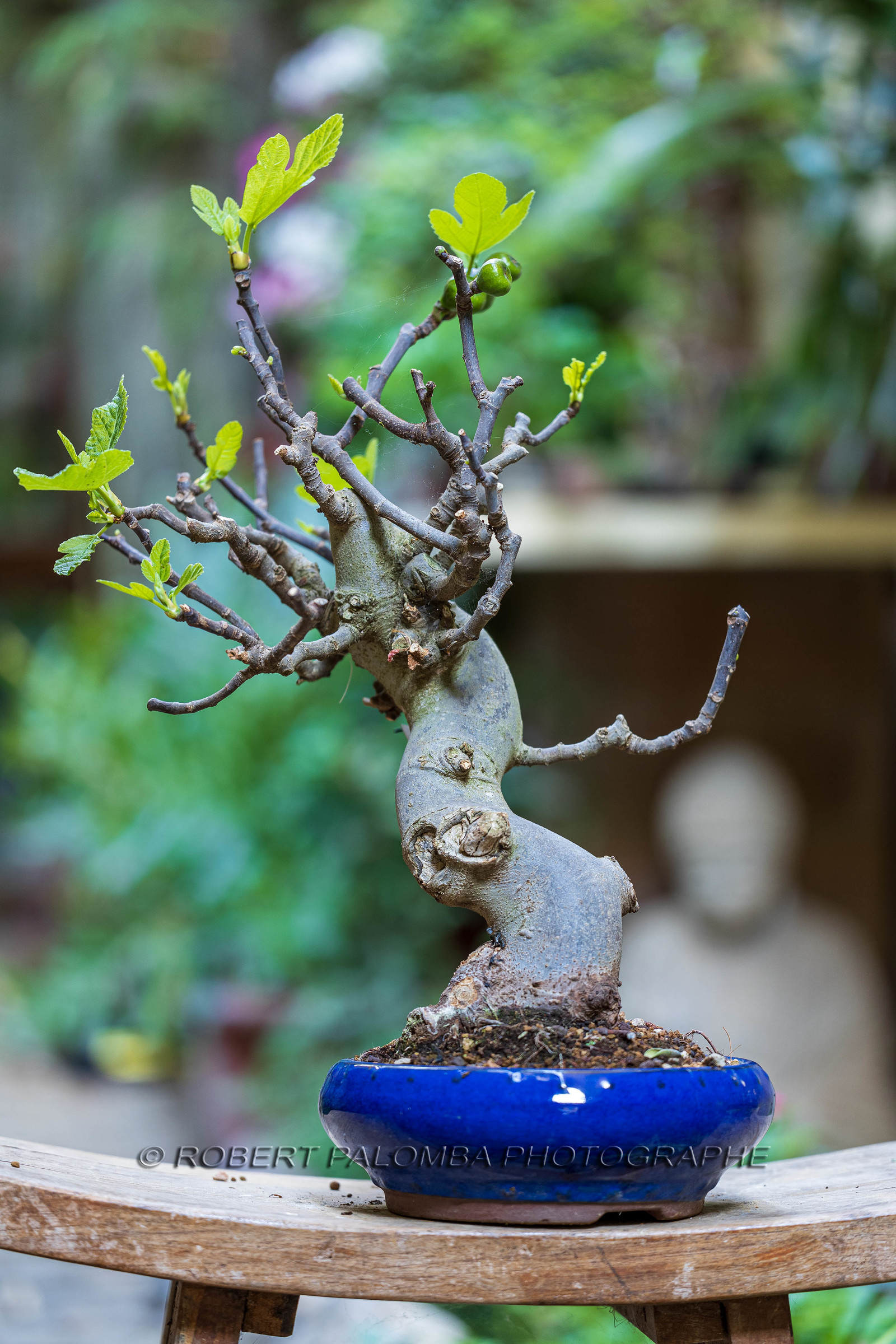 Bonsai