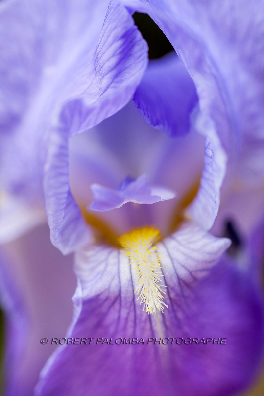 Iris, Iris haynei